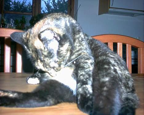 Huskat Tiger - min smukke kat der vasker sig billede 8