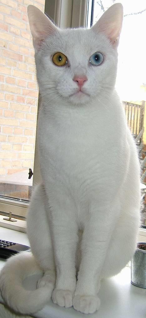 Blanding af racer Max - Max poserer for kameraet. Her kan I virkelig se, hvorfor han også kaldes Bowie. billede 1