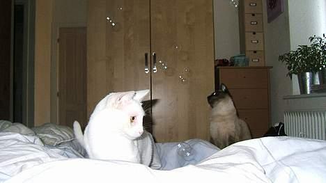 Blanding af racer Max - Max er vild med at fange sæbebobler. Toulouse sidder mest i baggrunden og kigger på. billede 2