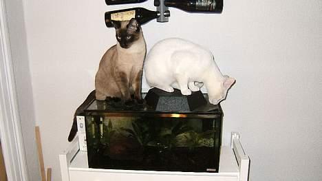 Blanding af racer Max - "Hvis nogen skal fange de fisk, så bliver det os!" billede 3