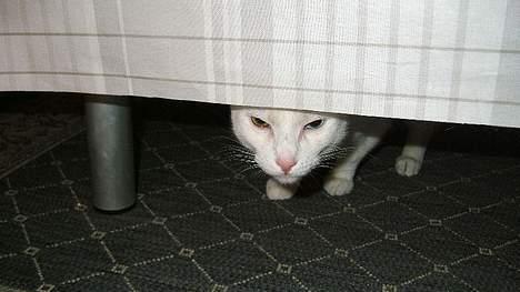 Blanding af racer Max - En gnaven Max. Måske blev han forstyrret i en middagslur? billede 4