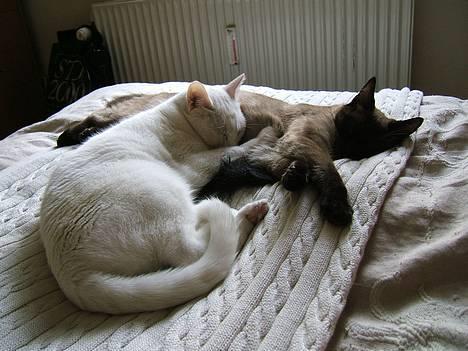 Blanding af racer Max - Toulouses mavse er en glimrende hovedpude... billede 5