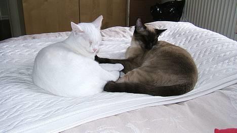 Blanding af racer Max - To søvndrukne misser... billede 6