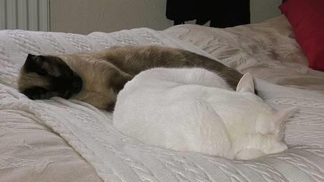 Blanding af racer Max - Man kan ikke andet end blive glad, når misserne kommer godt ud af det med hinanden. billede 7