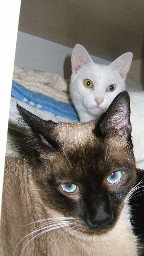 Blanding af racer Max - De to banditter slapper af i linnedskabet. billede 8