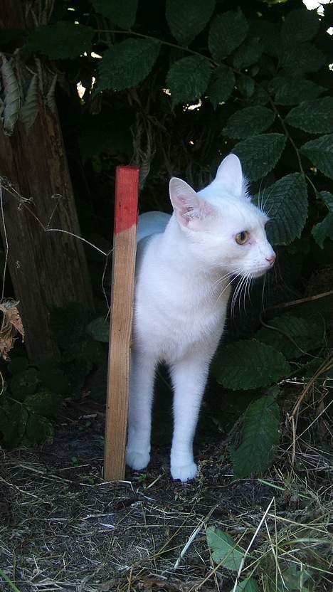 Blanding af racer Max - Max på udflugt, da vi var i Sommerhus i Egense. billede 9