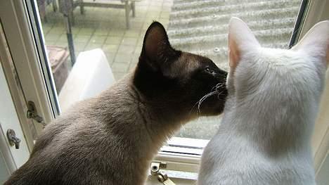 Blanding af racer Max - "Psst! Skal vi ikke lave lidt ballade?" billede 10