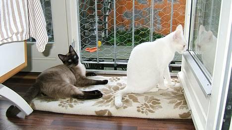 Blanding af racer Max - Misserne slapper af med lidt frisk luft i sikkerhed bag hønsenettet. billede 11