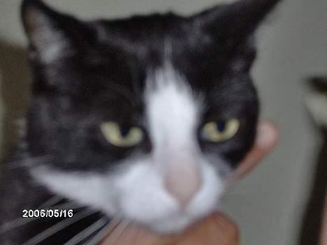 Huskat kisser billede 3