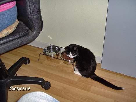 Huskat kisser billede 4