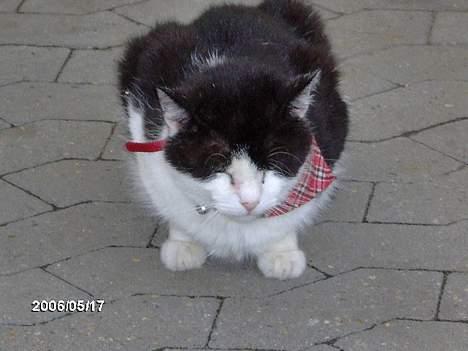 Huskat zorro billede 10