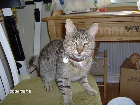 Huskat krølle billede 1