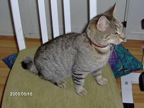 Huskat krølle billede 2