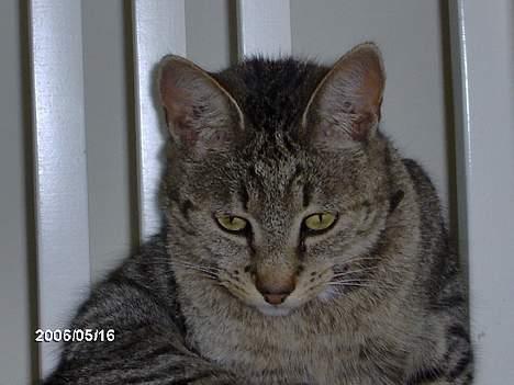 Huskat krølle billede 3