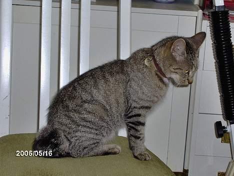 Huskat krølle billede 4