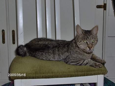 Huskat krølle billede 5