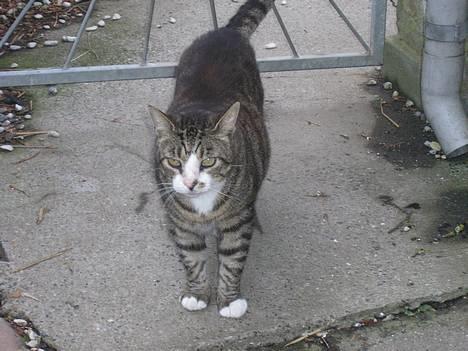 Huskat Frede billede 1