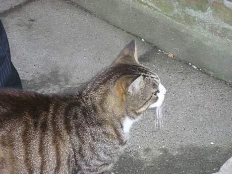 Huskat Frede billede 2