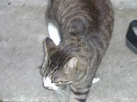 Huskat Frede billede 3