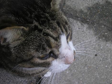 Huskat Frede billede 4