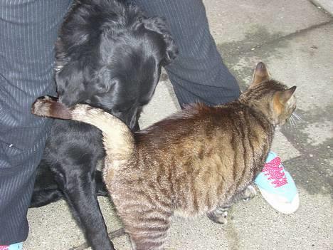 Huskat Frede billede 5