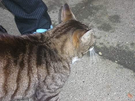 Huskat Frede billede 6