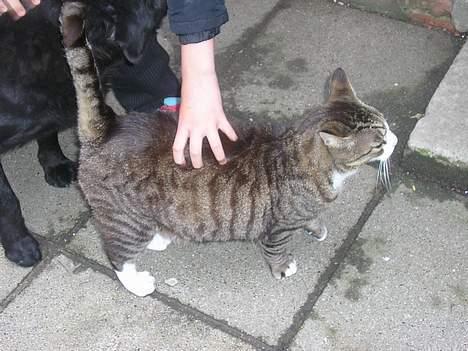 Huskat Frede billede 7