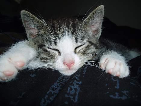 Huskat OLIVER - Åhh.. tager lige en slapper.. :) billede 1