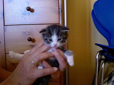 Huskat OLIVER - her er jeg ikke særlig gammel... billede 2