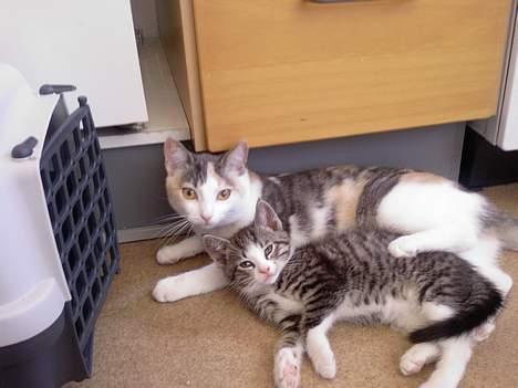 Huskat OLIVER - Åhh.. Mille er bare så sød og blød :) billede 3