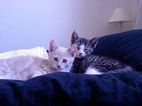 Huskat OLIVER - Mig og min bror Speedy billede 4