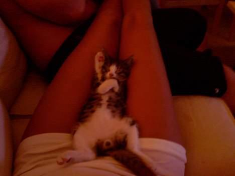 Huskat OLIVER - Her ligger man bare SÅÅÅÅÅ godt :) billede 5