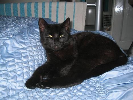 Huskat bertha - bertha ja det er mig og jeg er 1 år billede 1