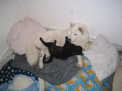 Huskat bertha - her putter jeg mig ind til fidde billede 2