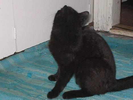 Huskat bertha - miaav nu kommer der mad billede 3