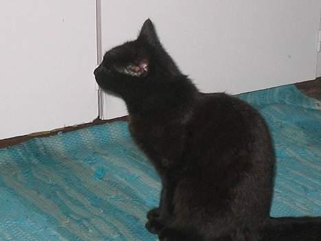 Huskat bertha - tænke tænke billede 4