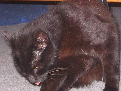 Huskat bertha - her gemmer jeg mig for kameraet billede 5