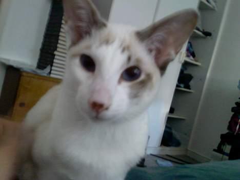 Siameser Mr weasley - Dette er det nyeste billed af ham billede 1