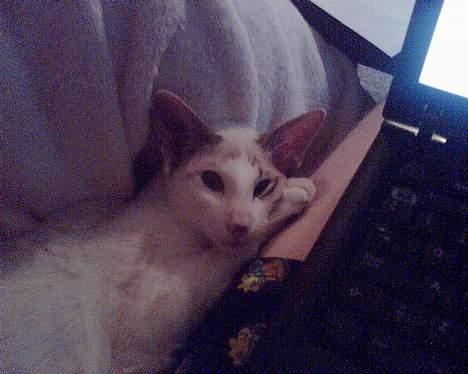 Siameser Mr weasley - Han skal være hvor tingene sker billede 2