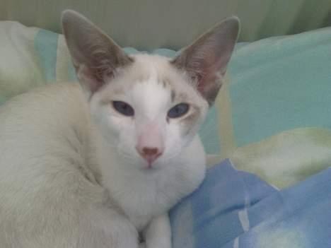 Siameser Mr weasley - Kan i Se hvor ligeglad jeg er? billede 3