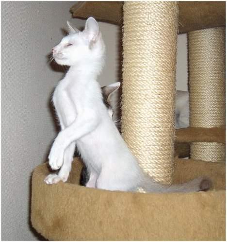 Siameser Mr weasley - første billed vi så af ham... og et typisk billed af ham billede 4