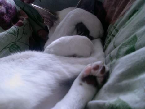 Siameser Mr weasley - zzz. Vil sove lidt mere billede 5