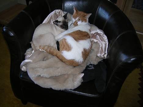 Siameser siam billede 6