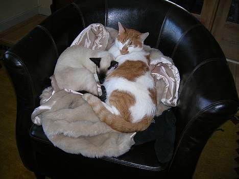 Siameser siam billede 7