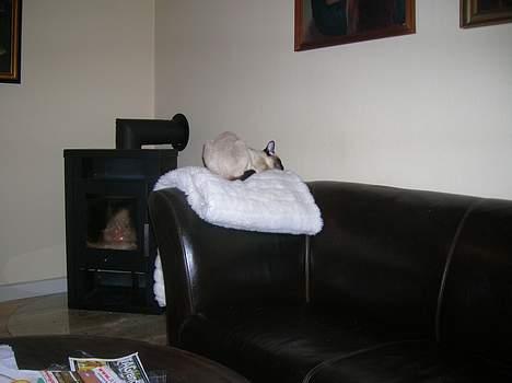 Siameser siam billede 8