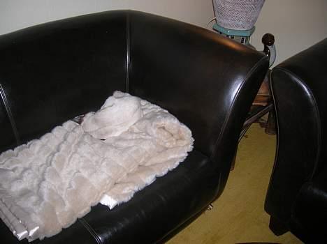 Siameser siam billede 9