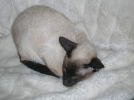 Siameser siam billede 10