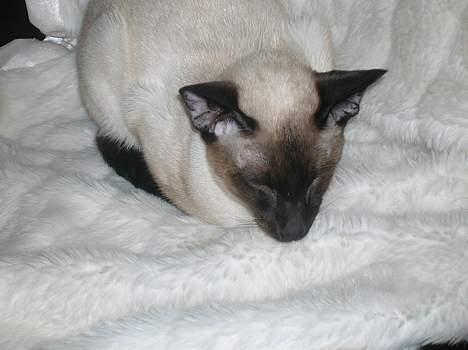 Siameser siam billede 11