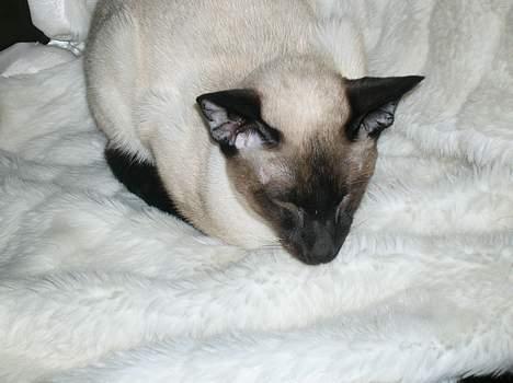 Siameser siam billede 12