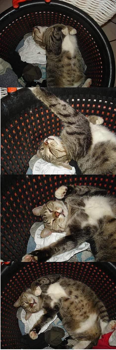 Blanding af racer FiFi - Jeah fifi har sine måder at sove på, her i vasketøjs kurven x] billede 16